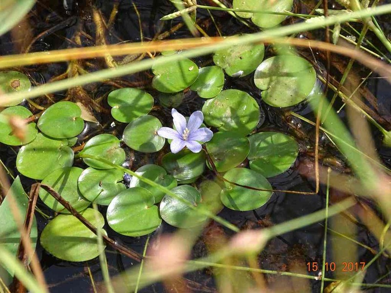 Pontederia natans photo 5
