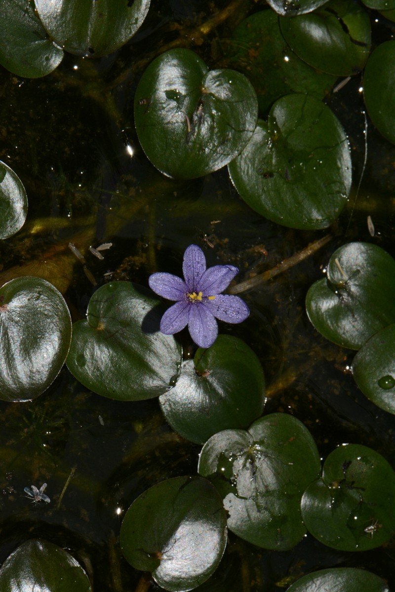 Pontederia natans photo 7