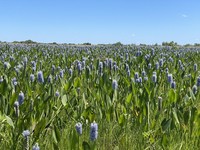 Pontederia ovalis
