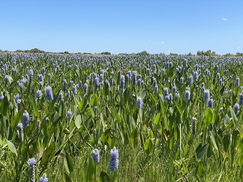 Pontederia ovalis