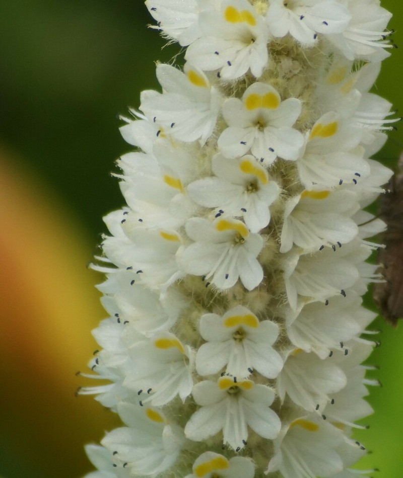 Pontederia ovalis photo 2