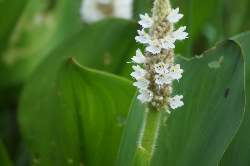 Pontederia ovalis photo 3