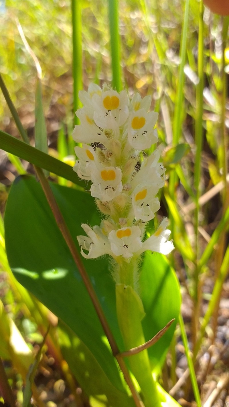 Pontederia ovalis photo 4