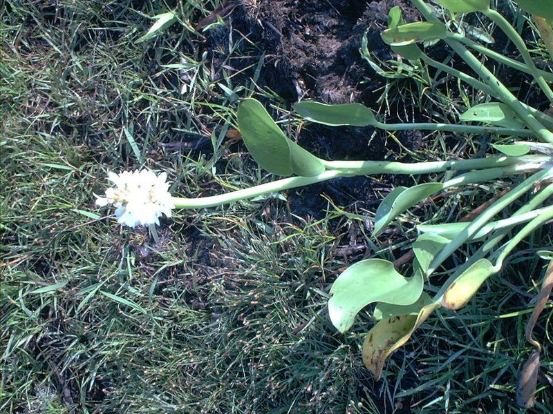 Pontederia ovalis photo 5