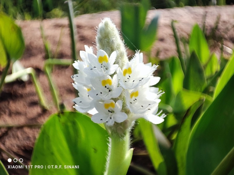 Pontederia ovalis photo 6