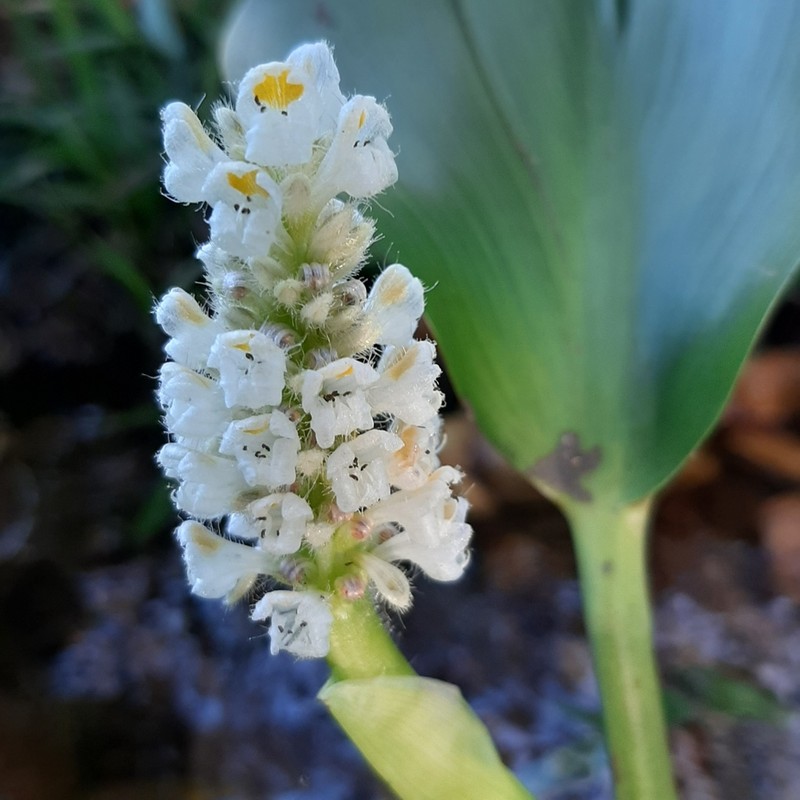 Pontederia ovalis photo 7
