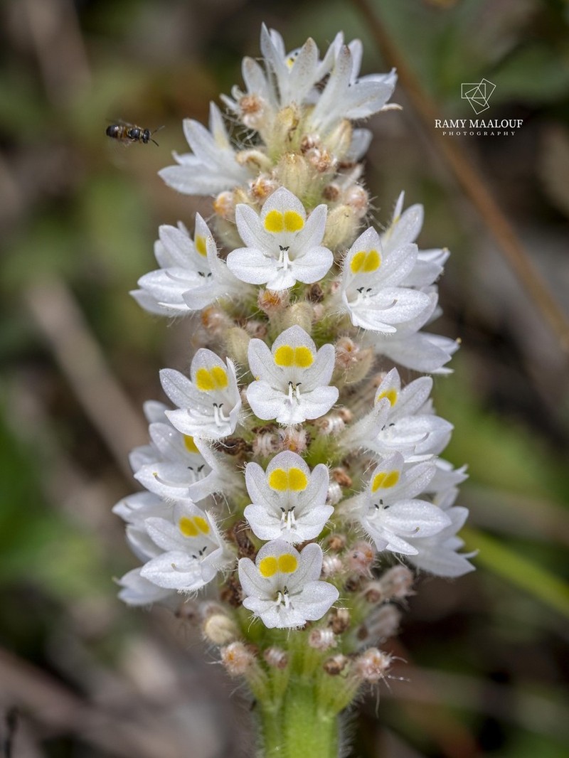 Pontederia ovalis photo 8