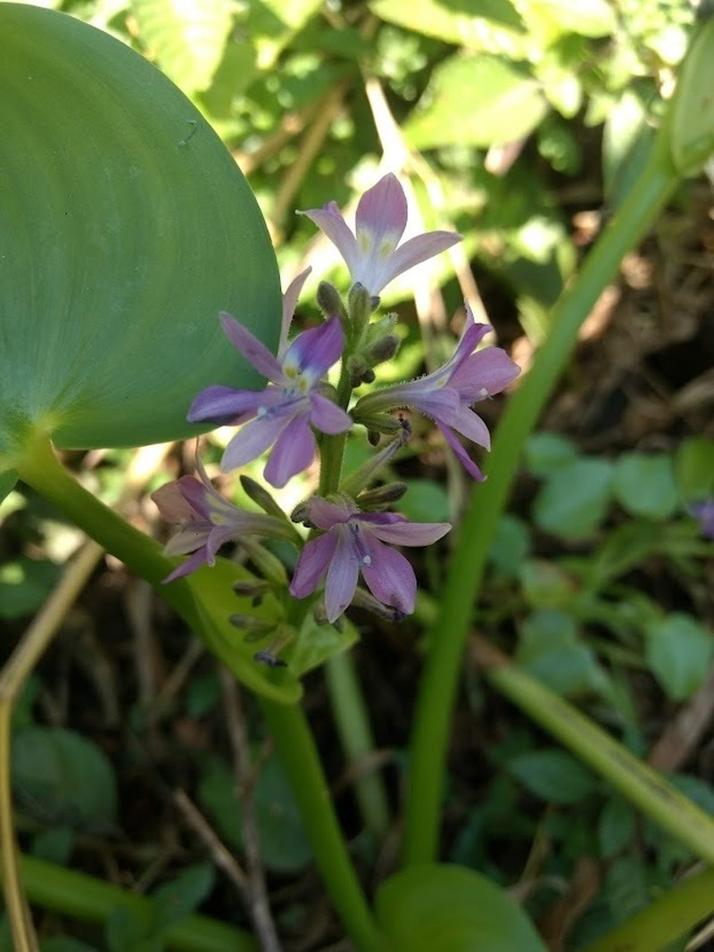 Brazilian Water Hyacinth