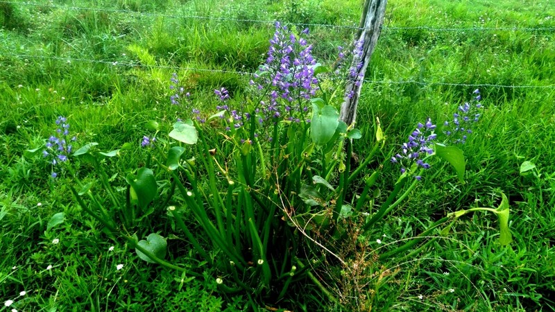 Brazilian Water Hyacinth photo 2