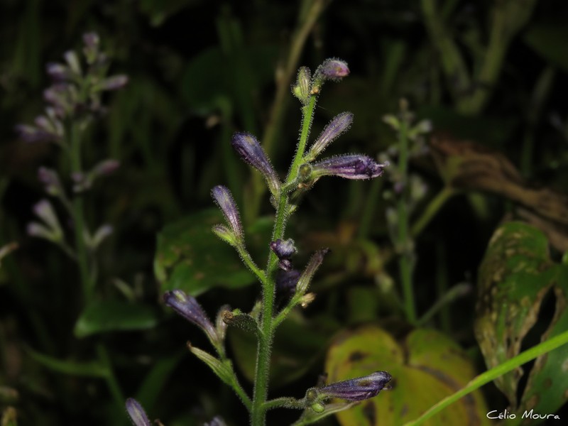 Brazilian Water Hyacinth photo 3