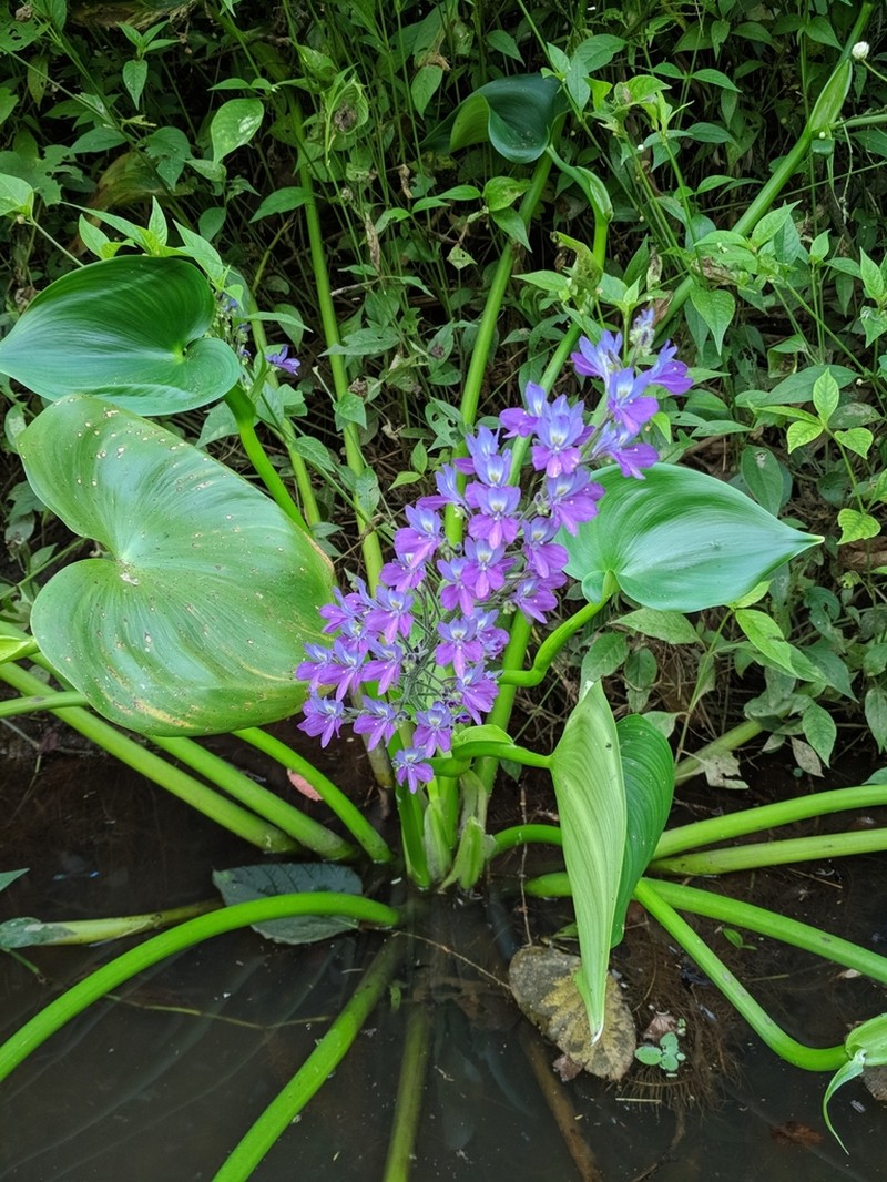 Brazilian Water Hyacinth photo 4