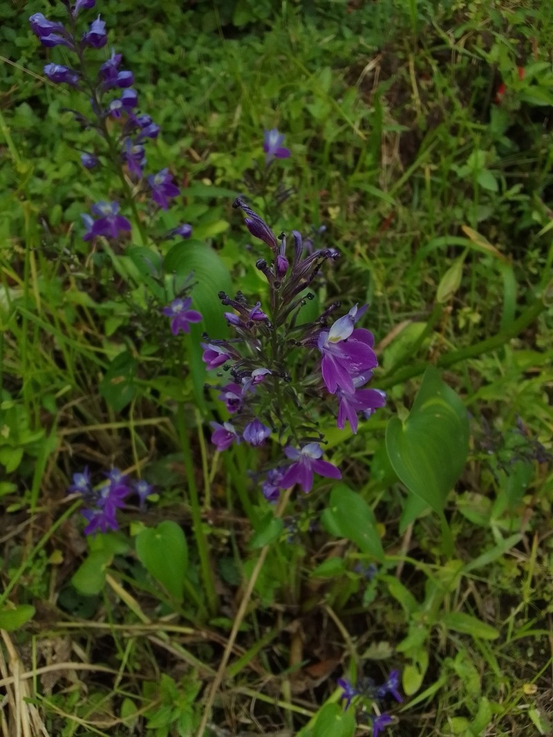 Brazilian Water Hyacinth photo 5