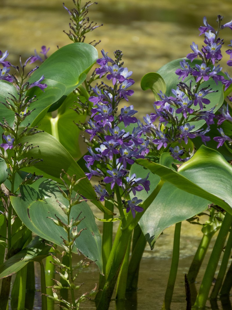 Brazilian Water Hyacinth photo 6
