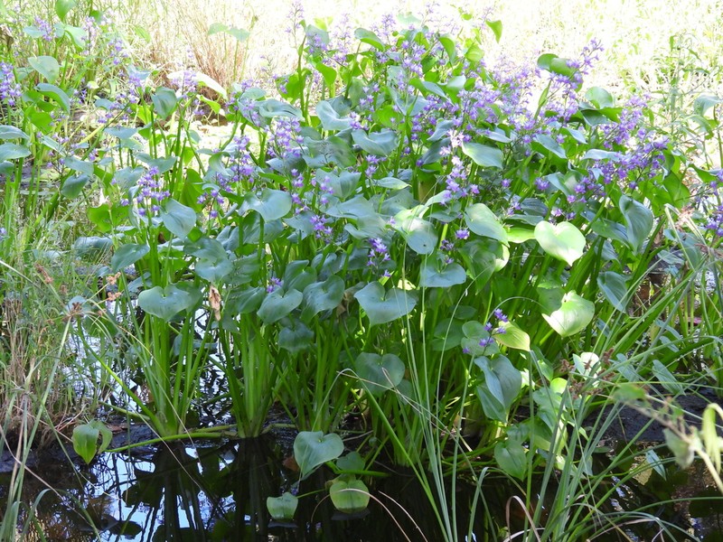 Brazilian Water Hyacinth photo 7