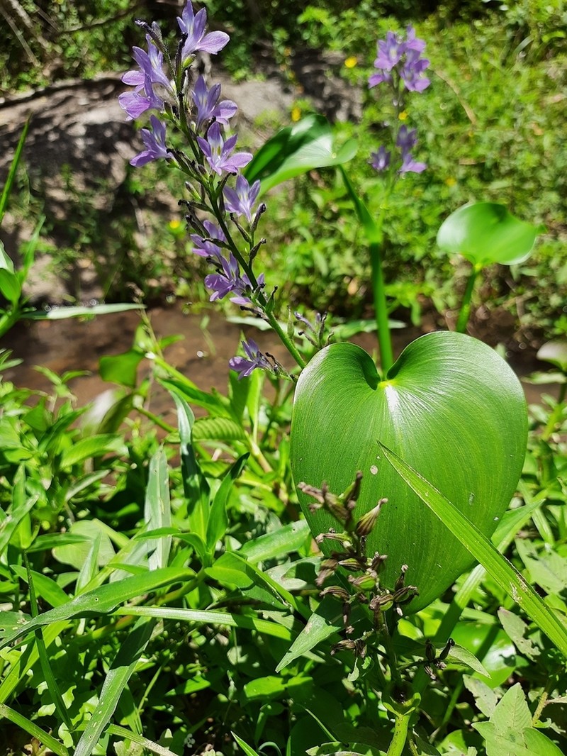 Brazilian Water Hyacinth photo 8