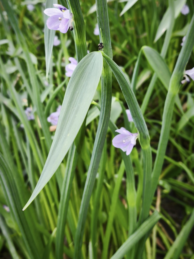 Pontederia paradoxa photo 2