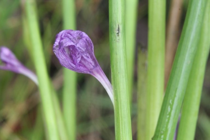 Pontederia paradoxa photo 3