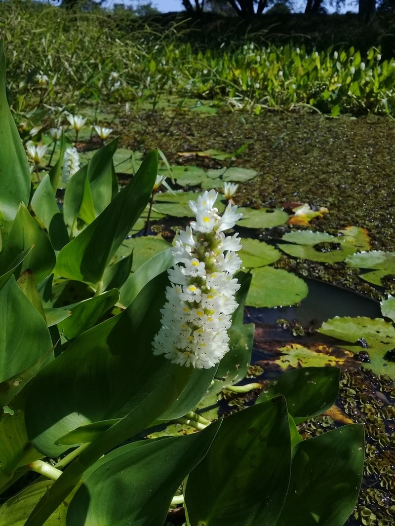 Pontederia parviflora
