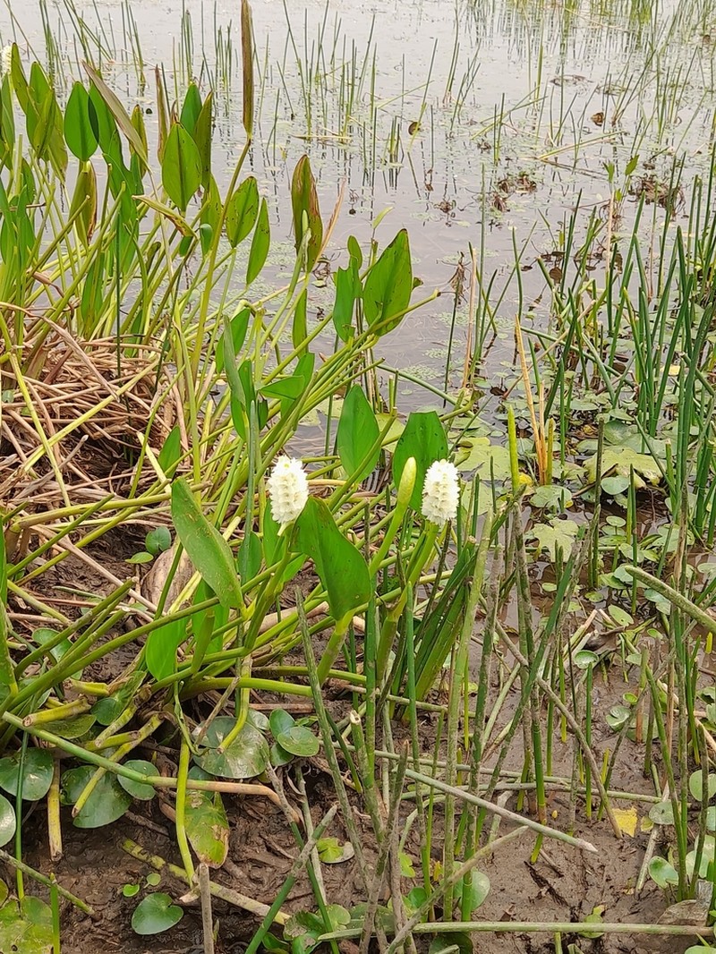 Pontederia parviflora photo 2