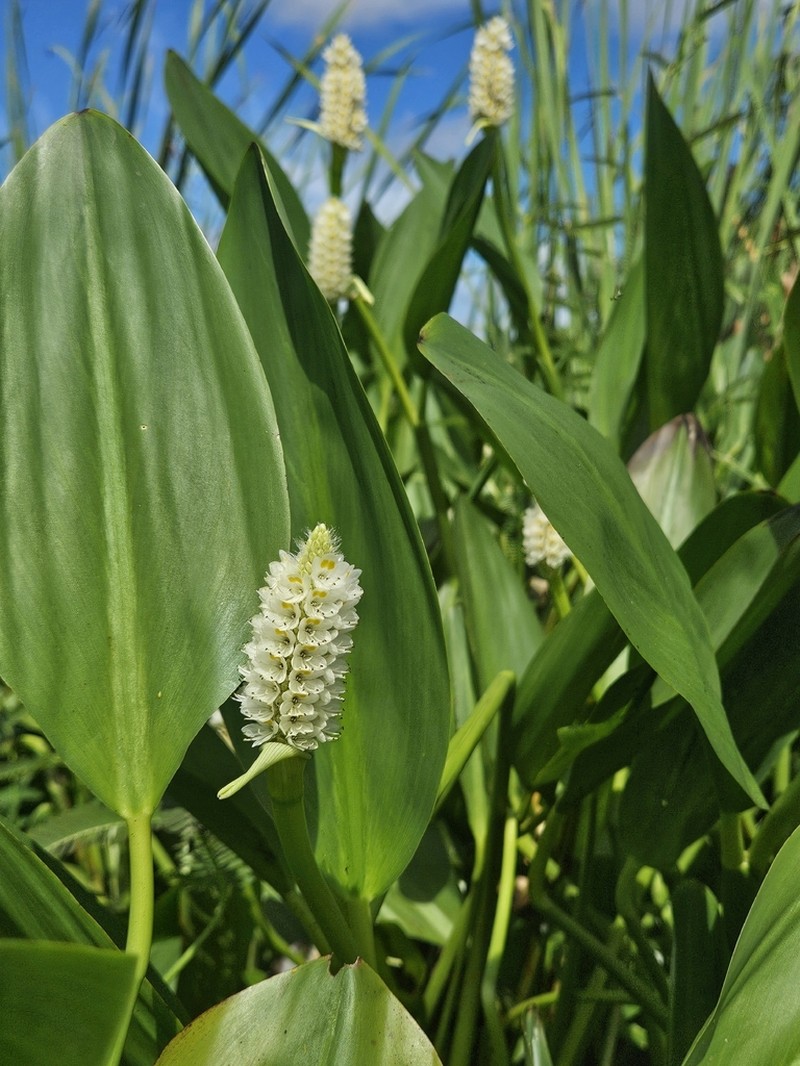 Pontederia parviflora photo 3