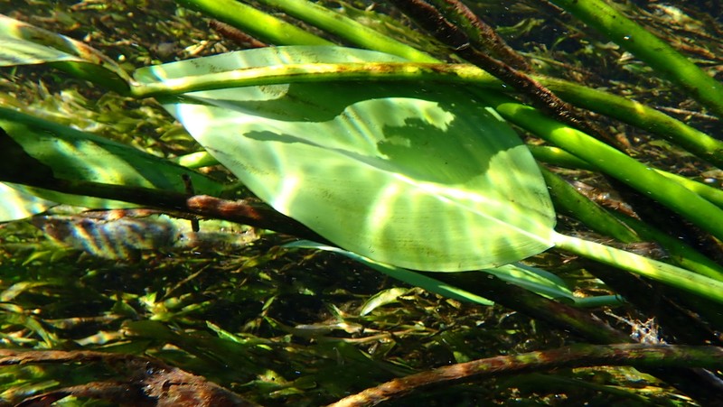 Pontederia parviflora photo 4