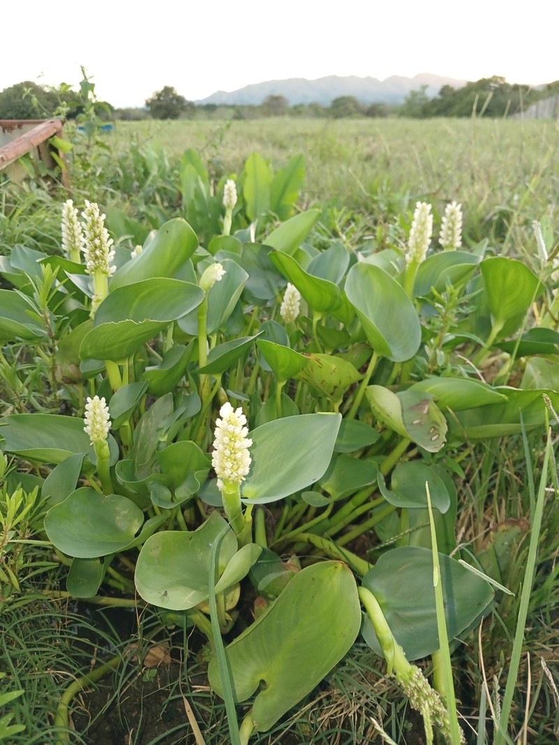 Pontederia parviflora photo 5