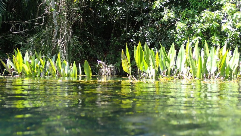Pontederia parviflora photo 6
