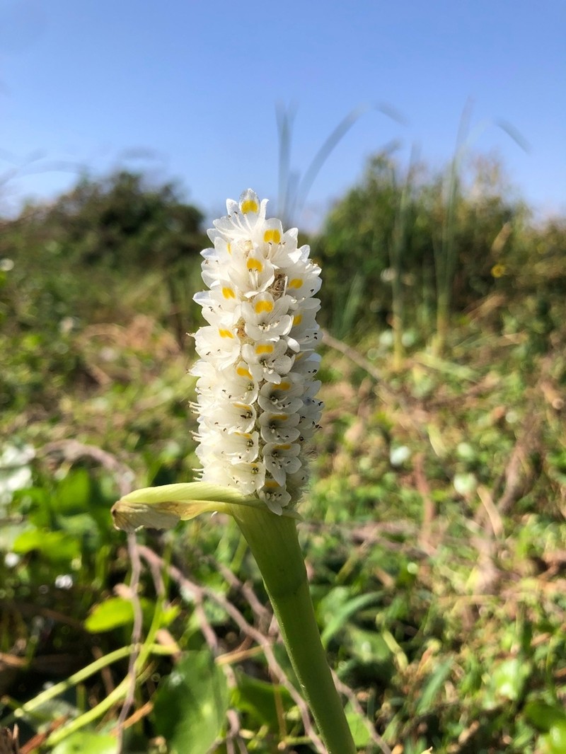 Pontederia parviflora photo 8