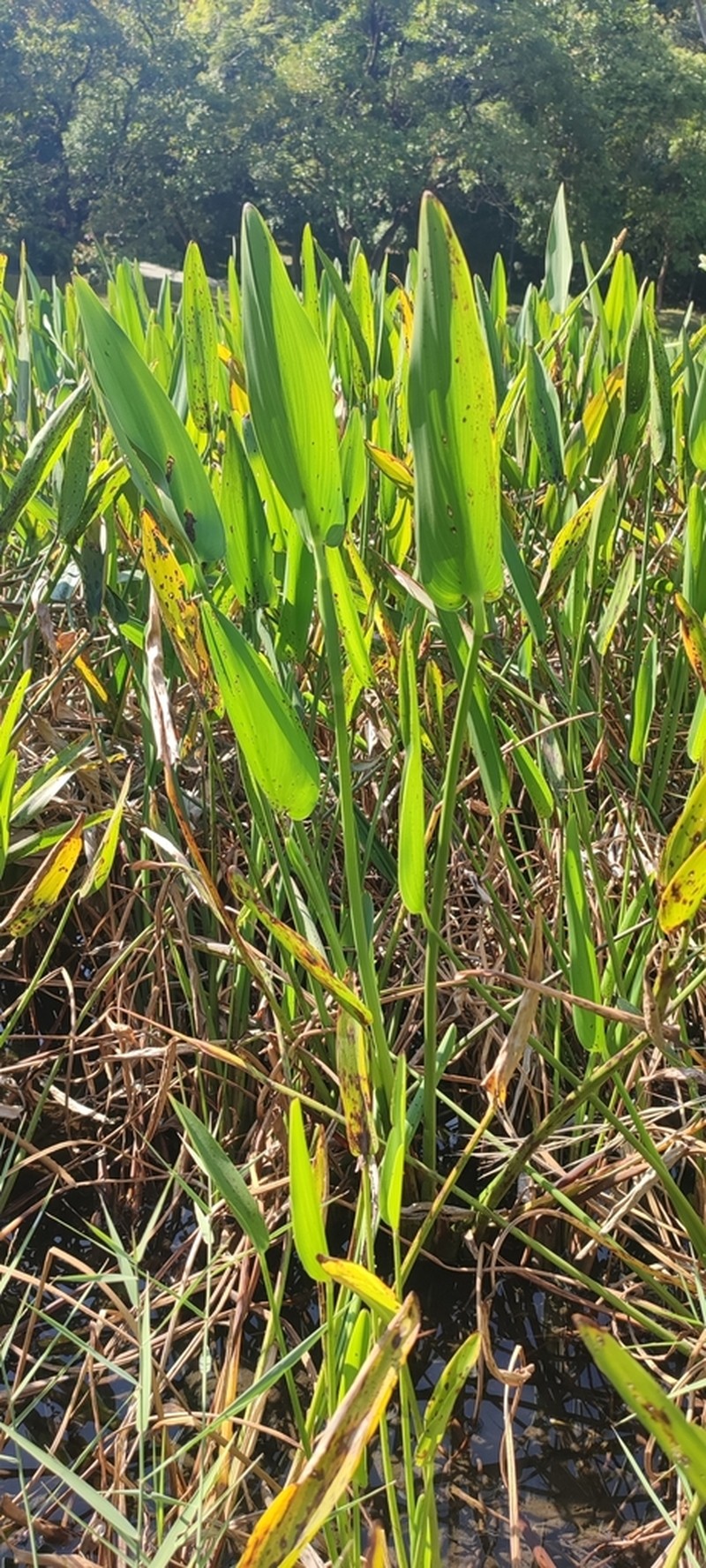 Pontederia plantaginea