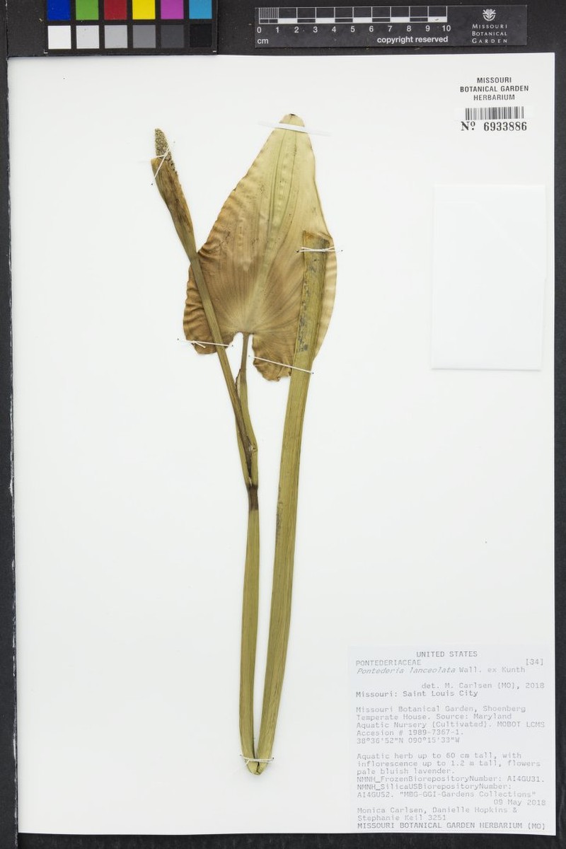 Pontederia plantaginea photo 2