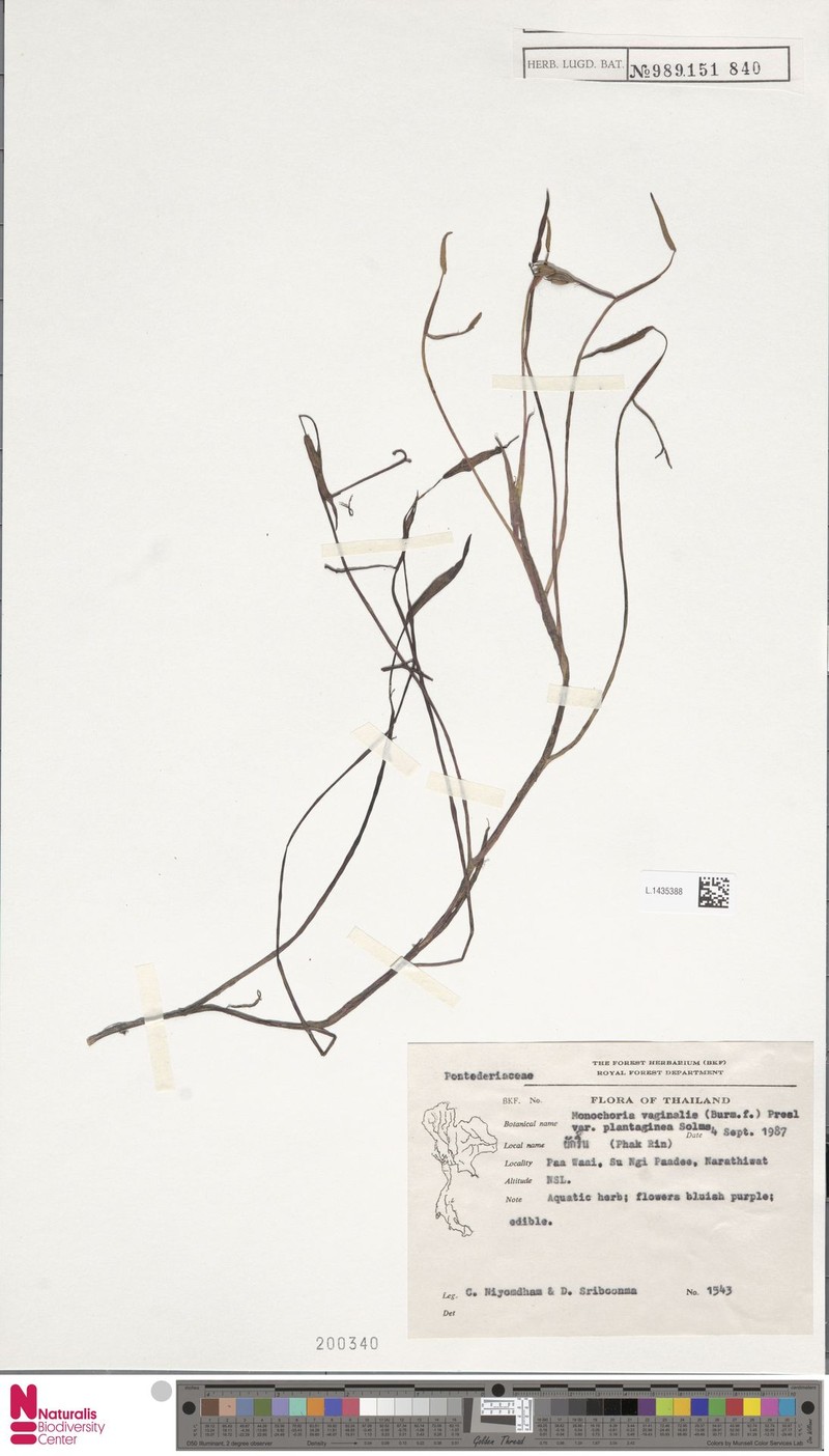 Pontederia plantaginea photo 3