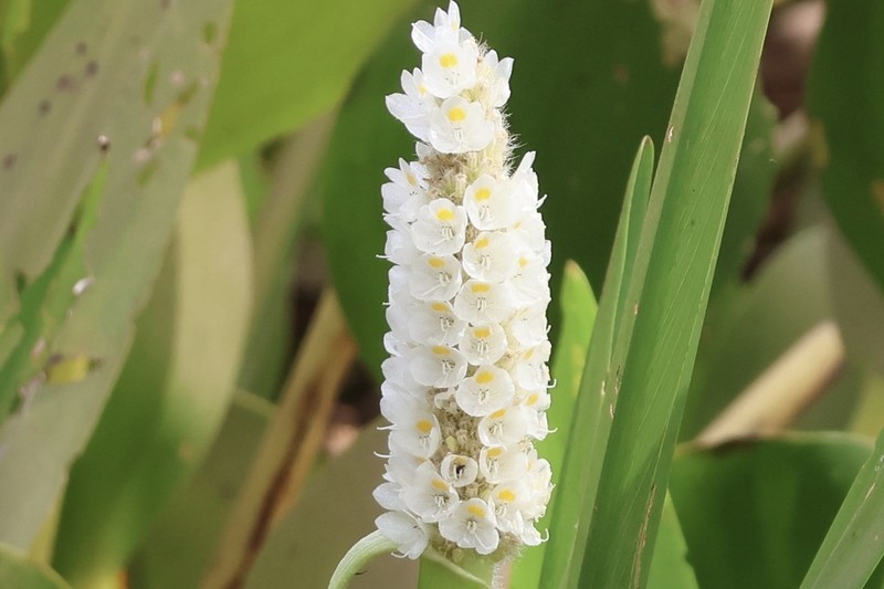 Pontederia reflexa