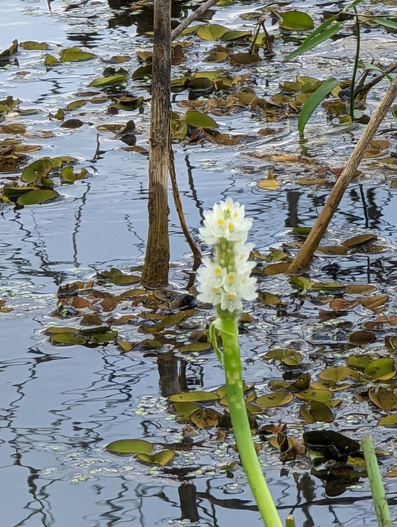Pontederia reflexa photo 2