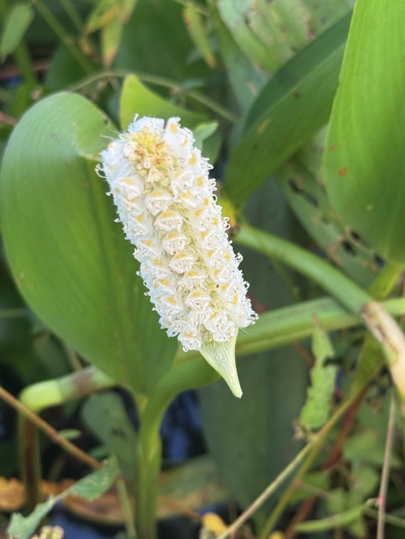 Pontederia reflexa photo 4