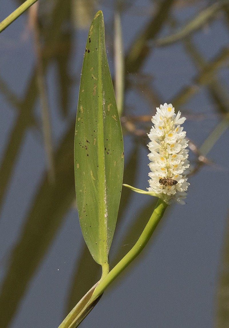 Pontederia reflexa photo 5