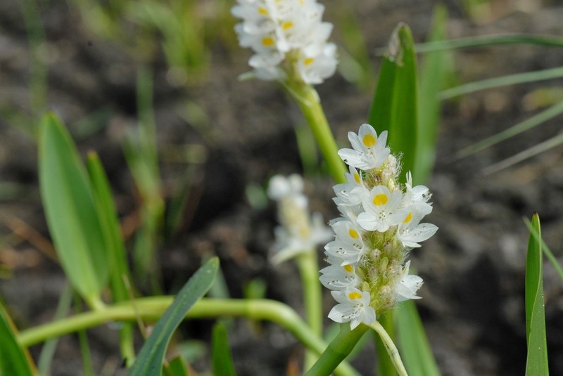 Pontederia reflexa photo 6