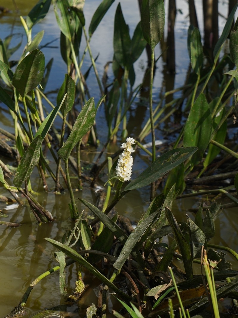 Pontederia reflexa photo 7