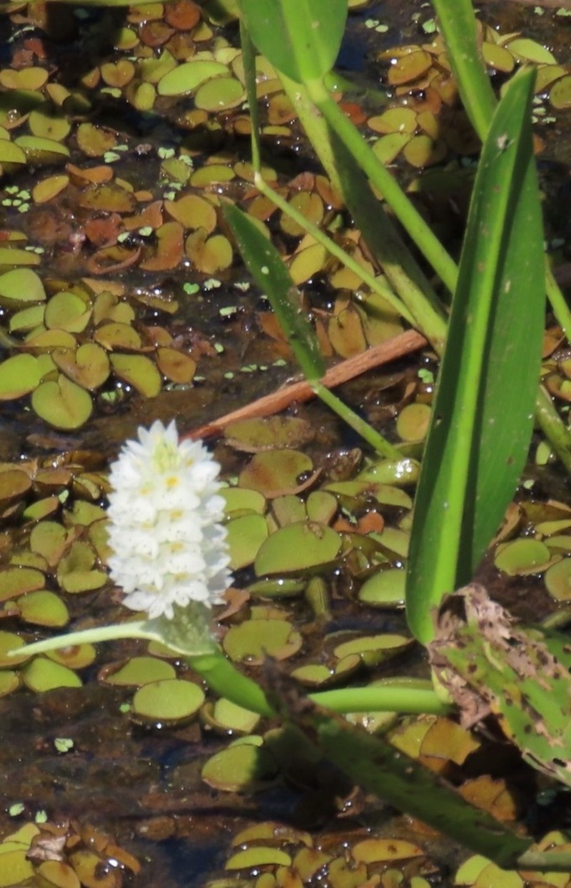 Pontederia reflexa photo 8