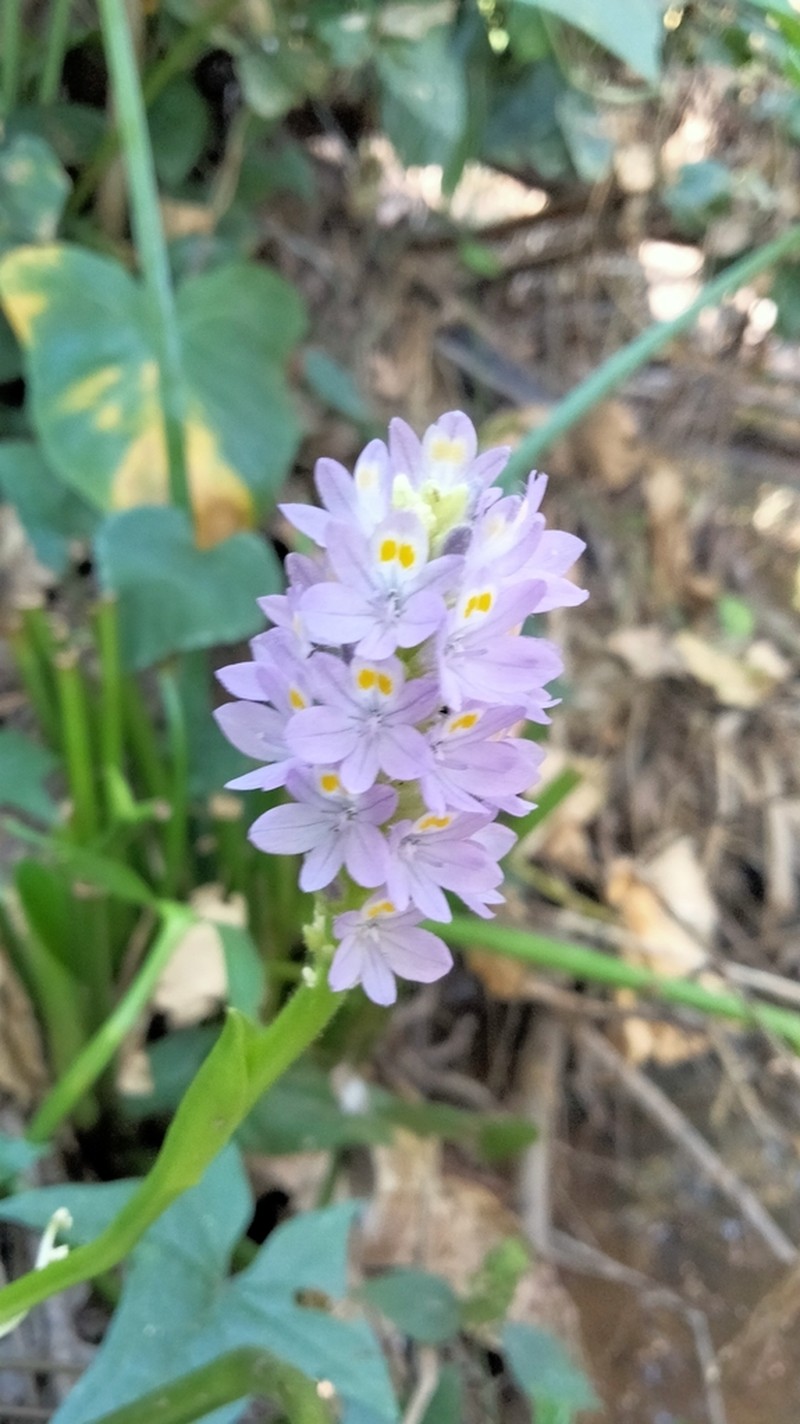 Tropical Pickerelweed