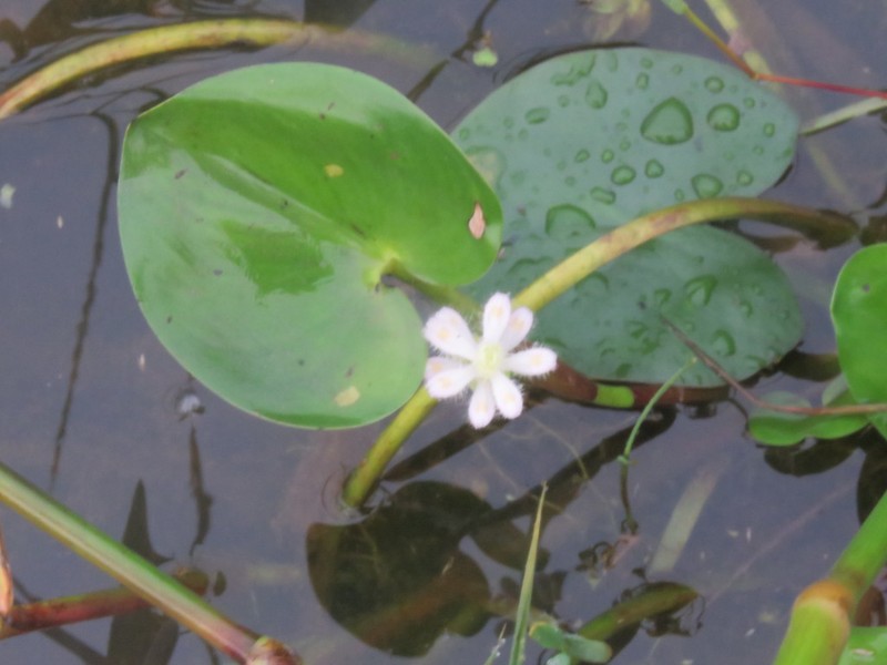 Tropical Pickerelweed photo 4