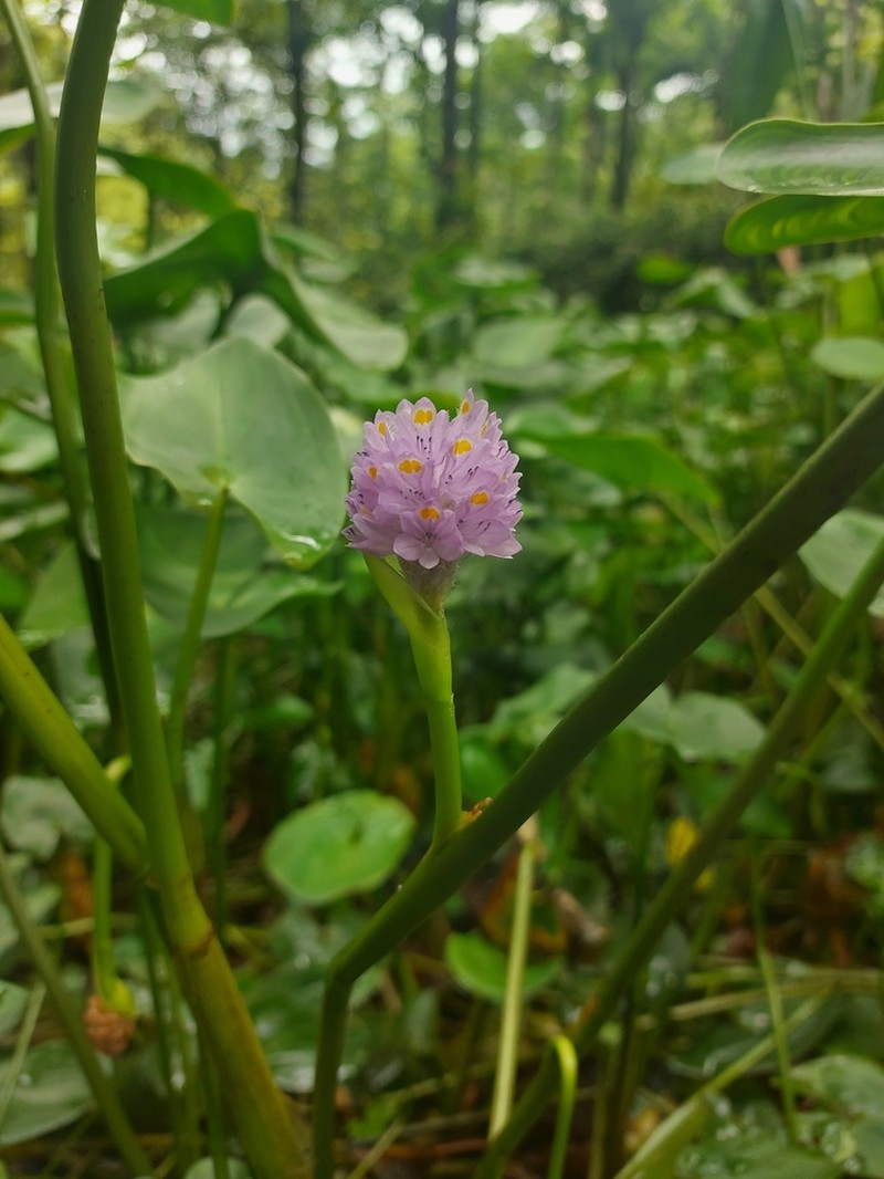 Tropical Pickerelweed photo 5