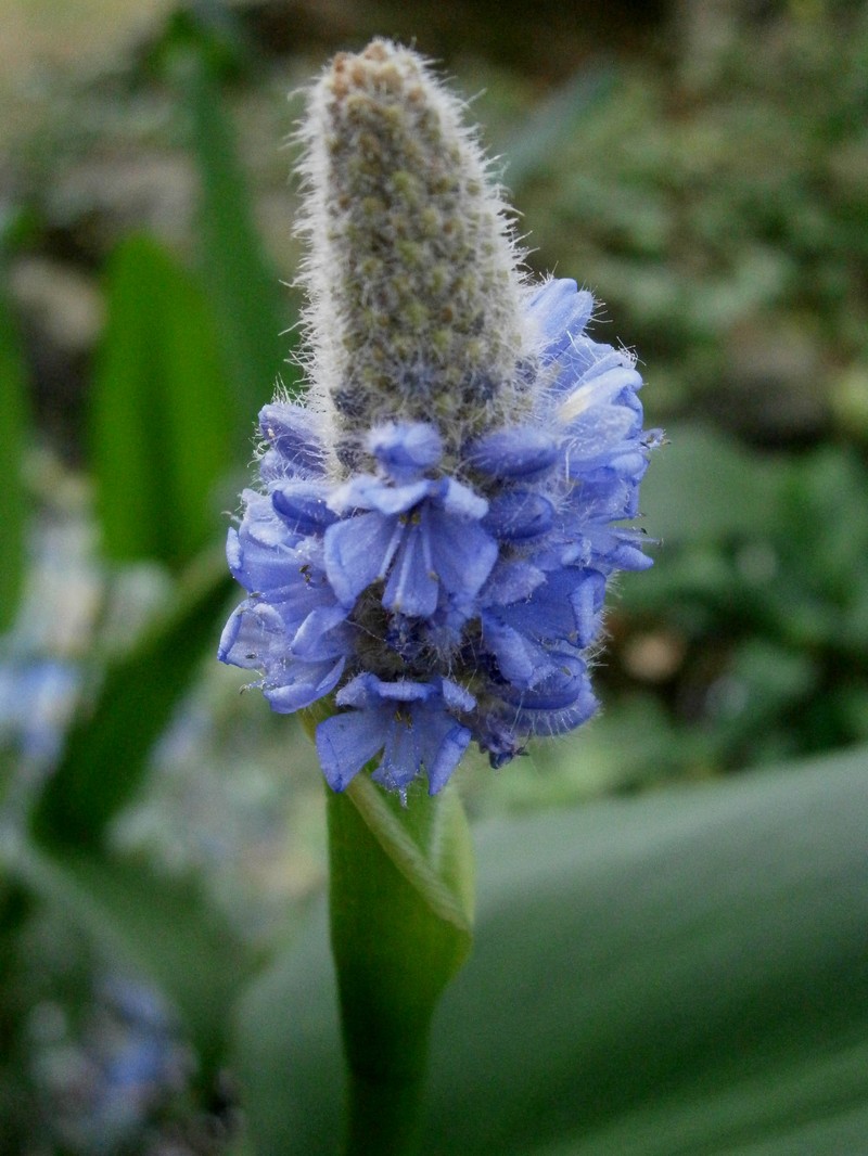 Pontederia sagittata photo 2