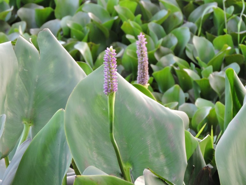 Pontederia sagittata photo 3