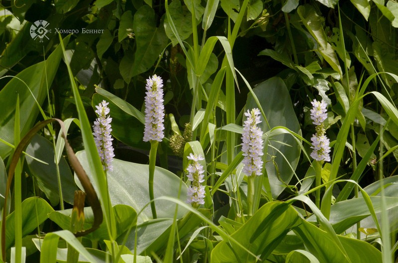 Pontederia sagittata photo 4