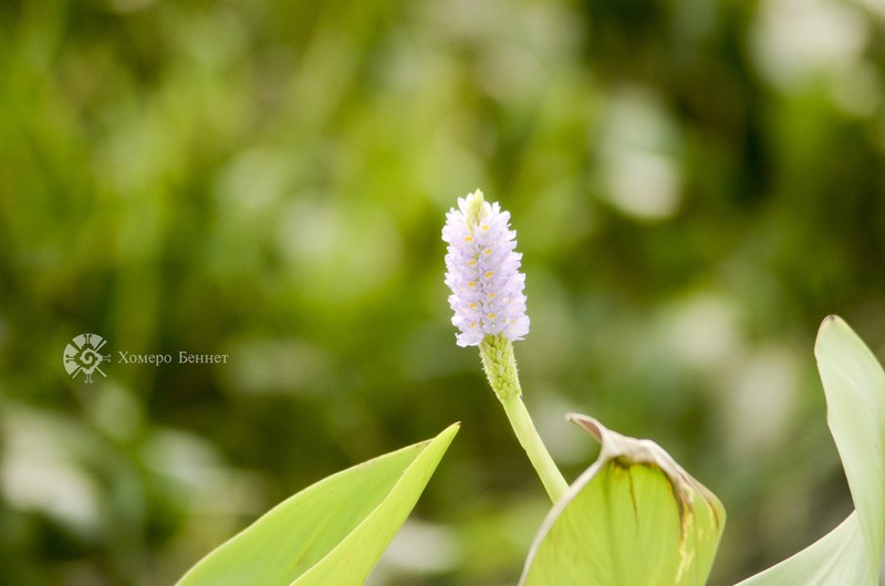 Pontederia sagittata photo 5