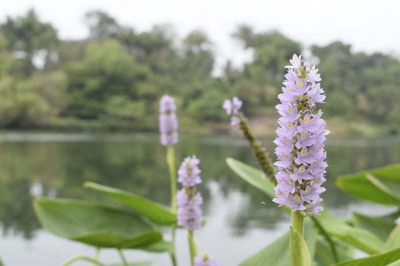 Pontederia sagittata photo 6