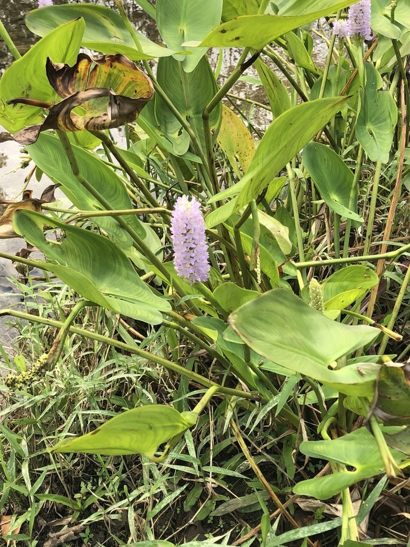 Pontederia sagittata photo 7