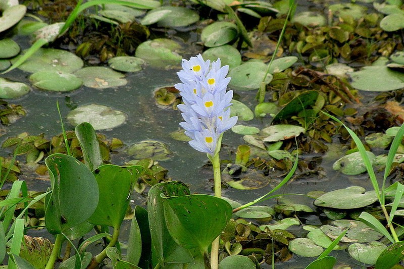 Pontederia subovata photo 2