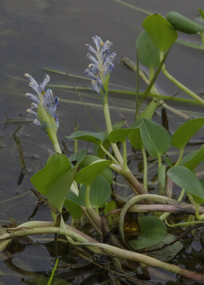 Pontederia subovata photo 3
