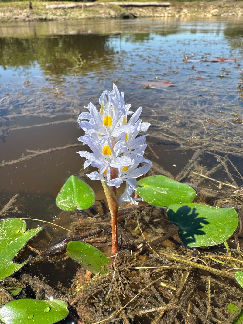 Pontederia subovata photo 4